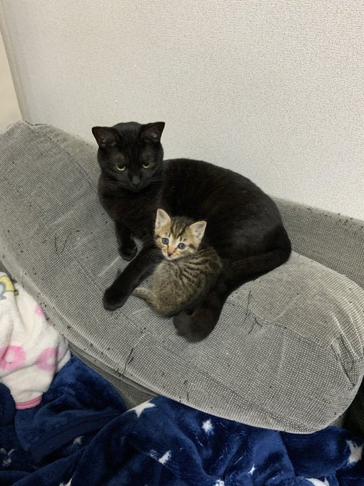 安いアウトレット 通販 - 感謝価格(‗- ·̫ -‗^)ꪆ ❤︎ヨーヨーと黒猫