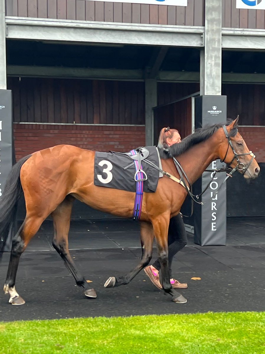 Our two girls TAFSIR &amp; ROCK MELODY go again at Musselburgh for Summerstorm Bloodstock Ltd. Lets have a wee double girls 😉🏇🥃