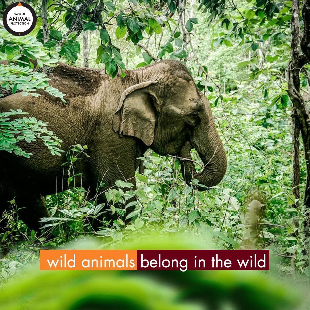 MoveTheWorldIN's tweet photo. Help keep wild animals in the wild, where they belong & support our campaign.
Act Now: https://t.co/ZLhDYUkWzc
#EndElephantRides #NotEntertainers #AmerFort #elephantcamp #INDIA #elephantsantuary #asianelephant #conservation #WildlifeBelongsToWild #FreedomNotCaptivity https://t.co/mJQ9MhGDSH