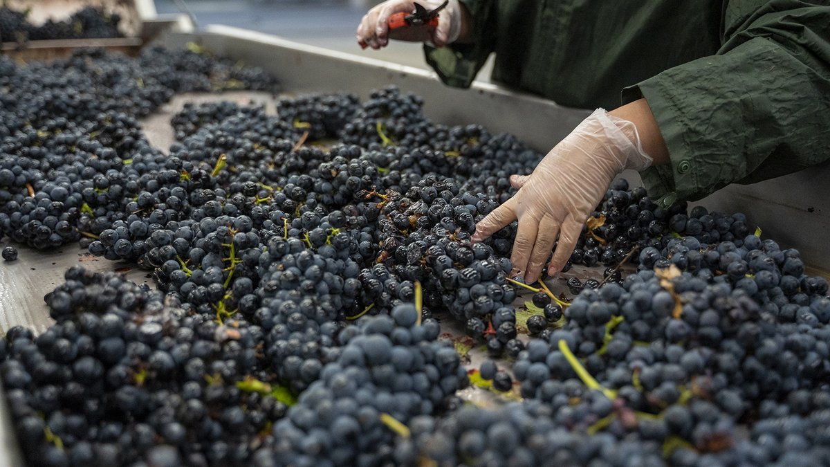 BittorOroz's tweet photo. 🍇 El #Behatoki establece un coste de referencia de 1,04 € por kilo de uva producido para #RiojaAlavesa.
Desde el @Gob_eus utilizaremos los medios a nuestro alcance para hacer cumplir la Ley de Cadena Alimentaria y asegurar que nadie vende por debajo de su coste de producción. https://t.co/7aWFJjSTeH