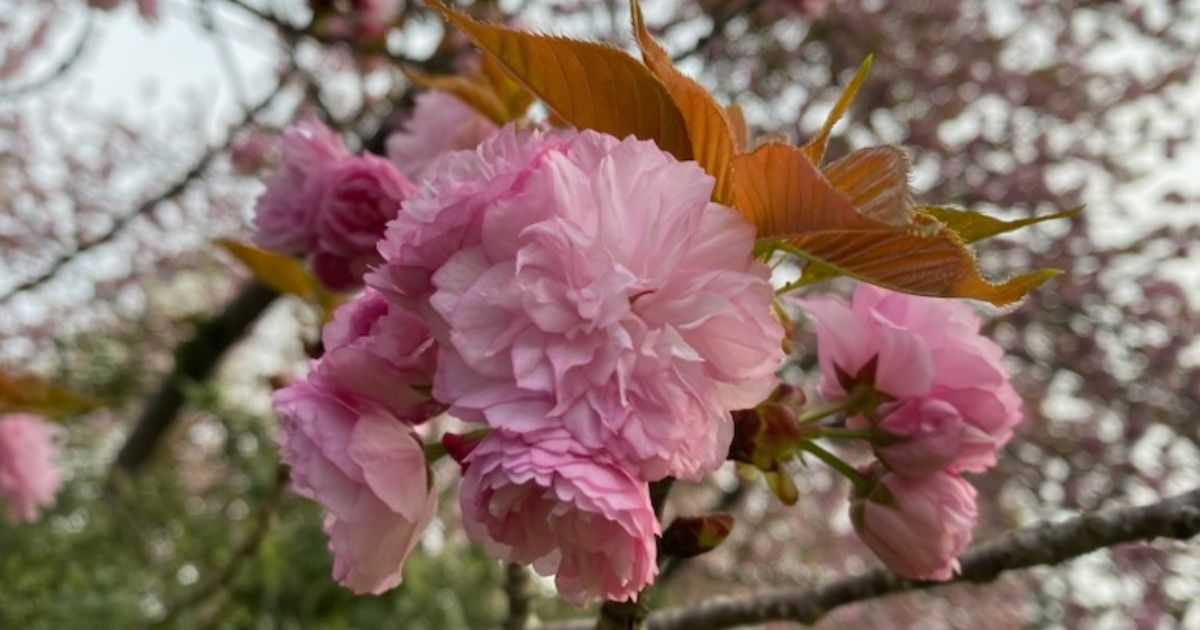 Here's what's new and good at Shakti in the Mountains! Click the link to read this week's newsletter. - mailchi.mp/79e4bc44d2f6/s…