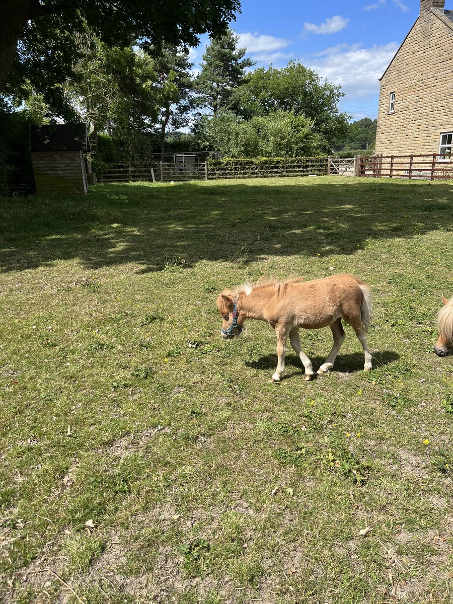 Amazing visit to Follifoot Park Riding Stables for the super pupil reward trip with year 1 &amp; 2 <a href="/HookstoneChase/">Hookstone Chase Primary School</a> 
We loved riding Storm the mechanical horse, grooming Billy and seeing the tiny Tinkerbell on the tour.