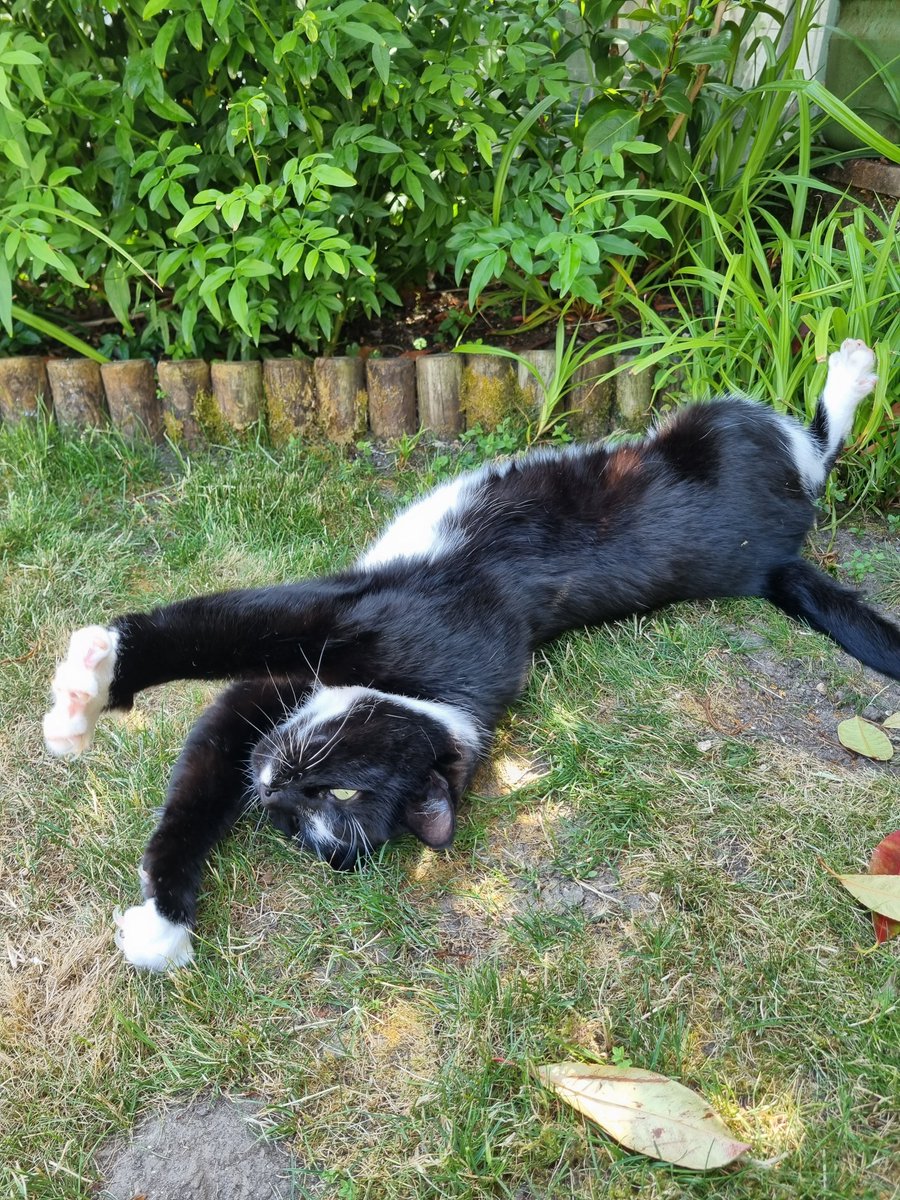 Ashleys Merwin Kitty tweet media