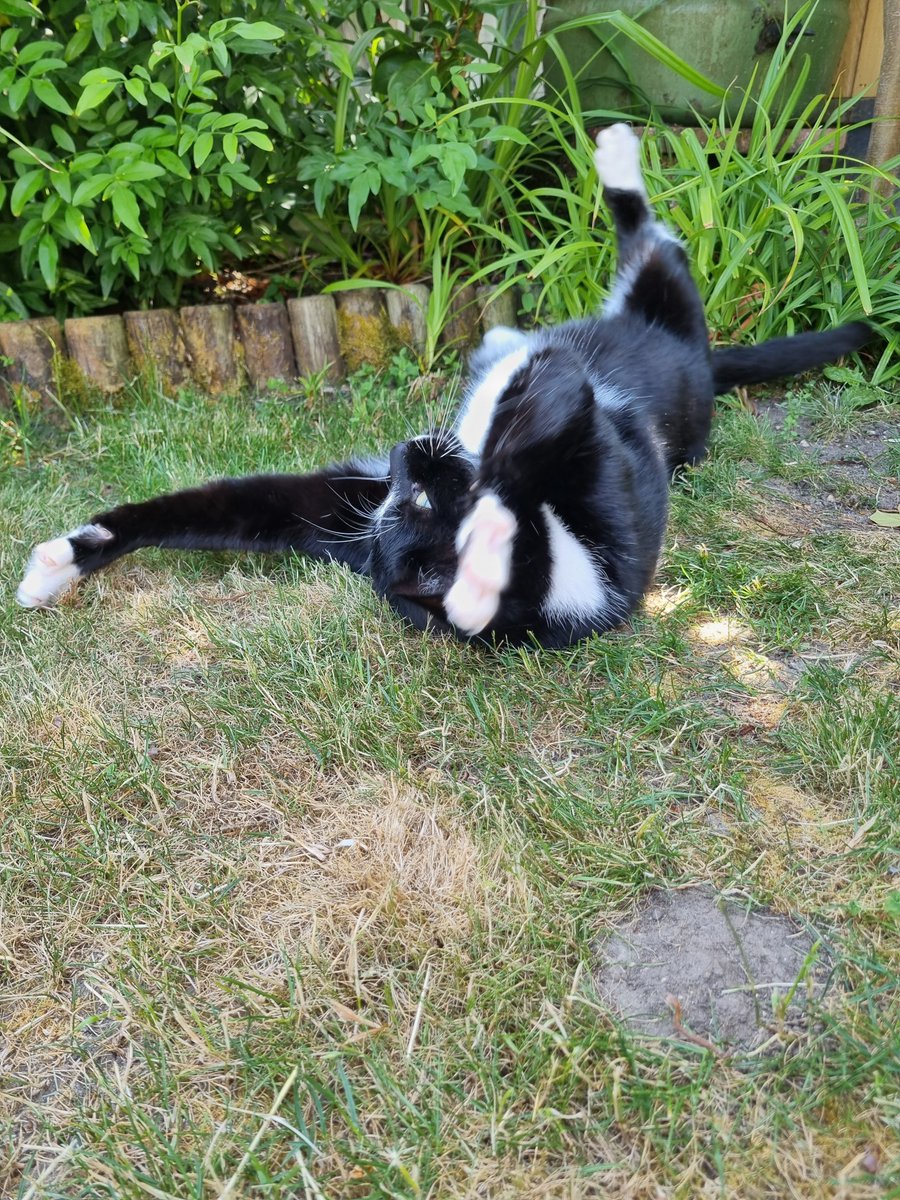 Ashleys Merwin Kitty tweet media