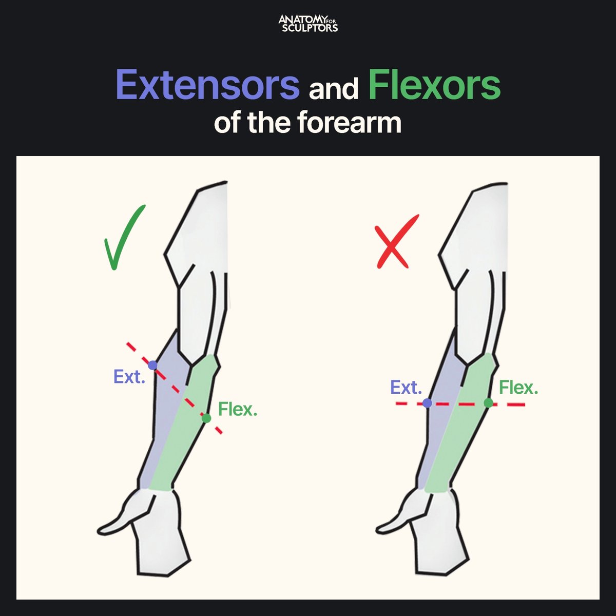 A4Sculptors's tweet photo. Flexors and extensors arrange themselves in a zig-zag along the body, so don’t create balloon muscles by putting them directly opposite each other. In the forearm, the highest point of the extensors is higher than the top point of the flexors. #anatomy #references #art https://t.co/ZLRiIlRWmX