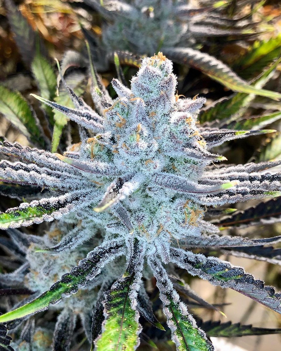 Inside Cannabis tweet media