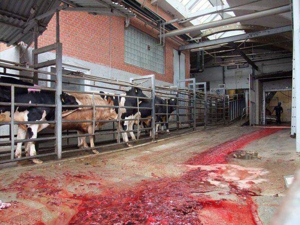 Paul_Vegano's tweet image. All farmed animals end up in the same place: the slaughterhouse. If their lives were miserable, their deaths are a nightmare, beaten, hung upside down, decapitated…

Stop Supporting Animal Cruelty
GoVegan🌱🌎

#AnimalRights #GoVegan #EndSpeciesism #Vegan #RosesLaw