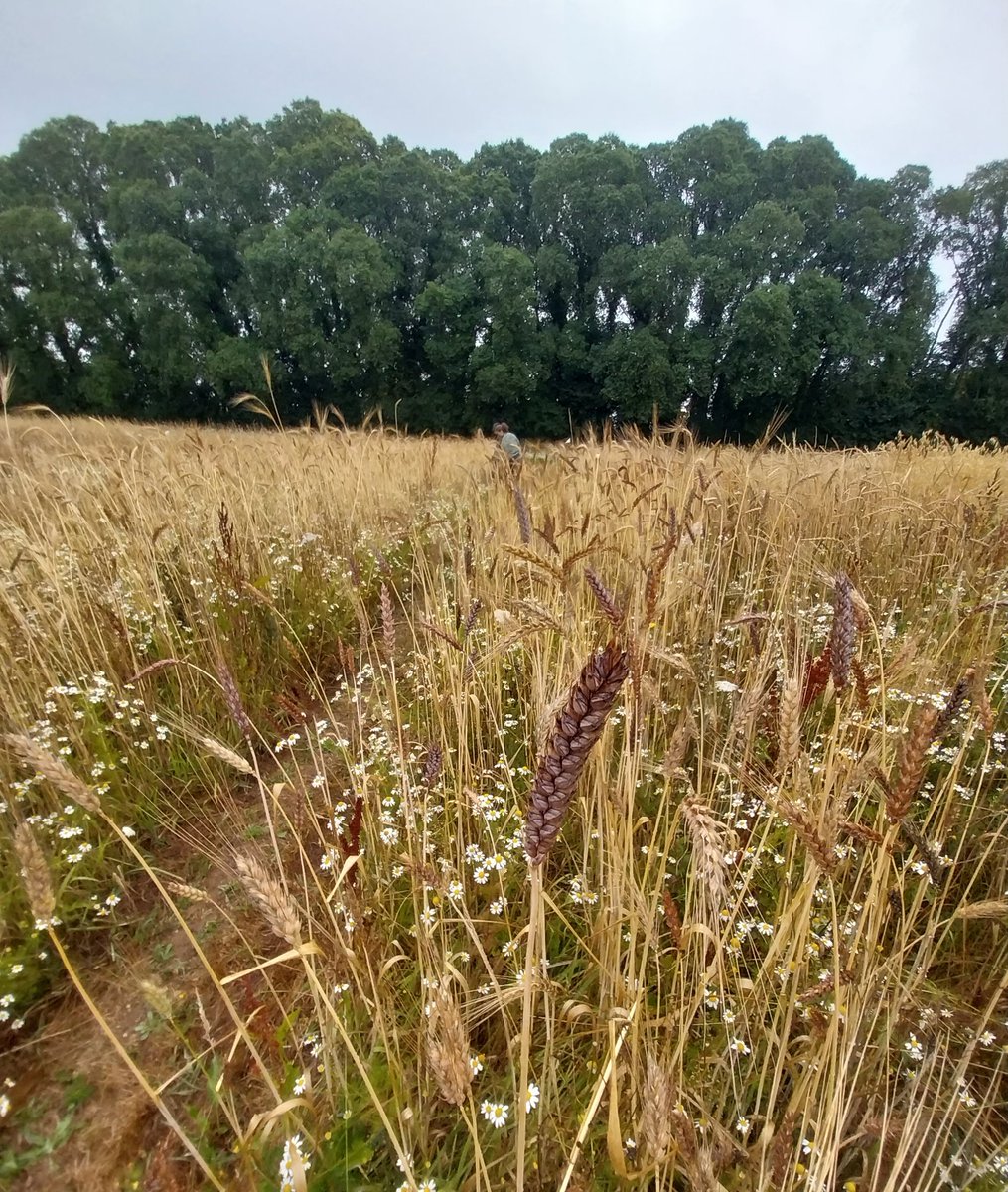 Retour sur la journée de la #biodiversité cultivée ! 🌾Organisée par <a href="/IBB_BioBretagne/">InitiativBioBretagne</a>, l'<a href="/INRAE_France/">INRAE</a> , D'une graine à l'autre et Terres de Sources, cette rencontre a permis de présenter la diversification des systèmes agricoles et alimentaires et ses atouts ! 😃#Agriculture