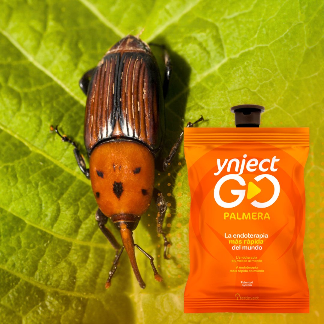 ¡¡Actúa contra el Picudo Rojo!! 🌴

Es una plaga devastadora que afecta gravemente a las palmeras. ⬇️

Su impacto puede ser tan grave que puede causar la muerte de diferentes tipos de palmáceas. ❌

✅ ¡No permitas que esta plaga destruya nuestras palmeras con Ynject GO Palmera!