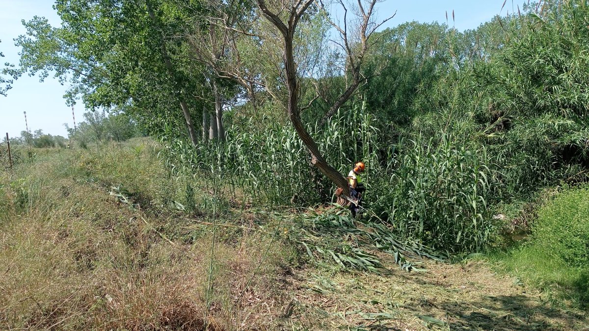 auroracet's tweet image. 🌿Control d'exòtiques i manteniment de plantacions de la Plantada Popular de #Perafort i #Puigdelfí dins del projecte "Conservem i coneixem el riu #Francolí".
#AssociacióAurora @Dipta_cat #custodiafluvial #DiptaSuma #MésSostenibilitat #natura #conservació