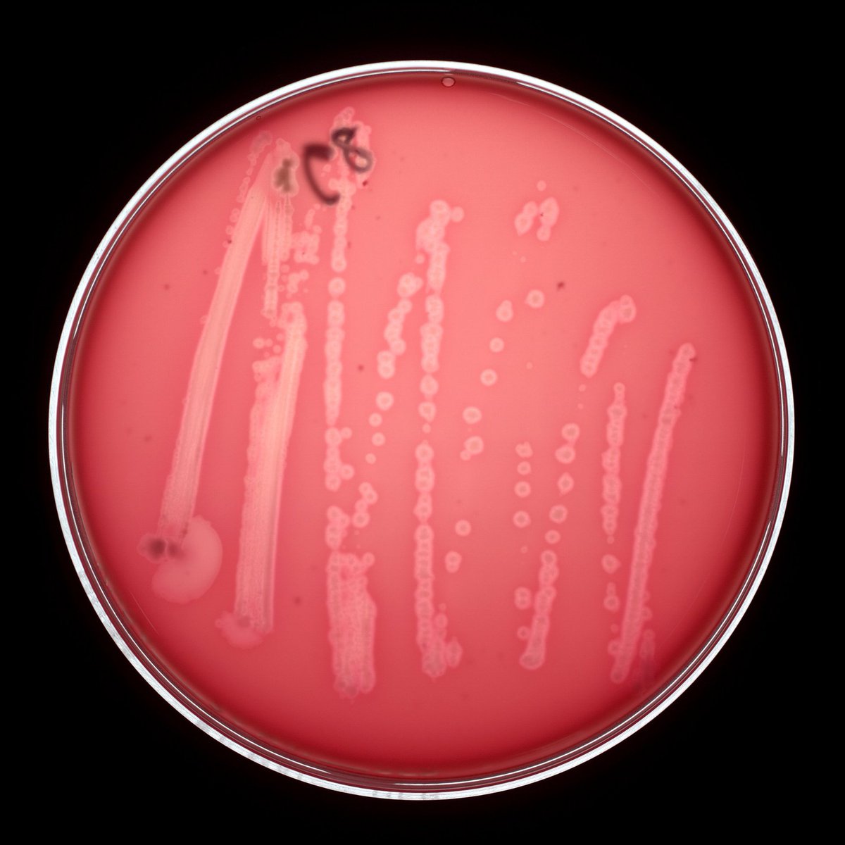 Rare but avoidable: questions and answers about #botulism

Read our updated FAQ here: bfr.bund.de/cm/349/rare-bu…

#ClostridiumBotulinum #Cbotulinum #FoodSafety