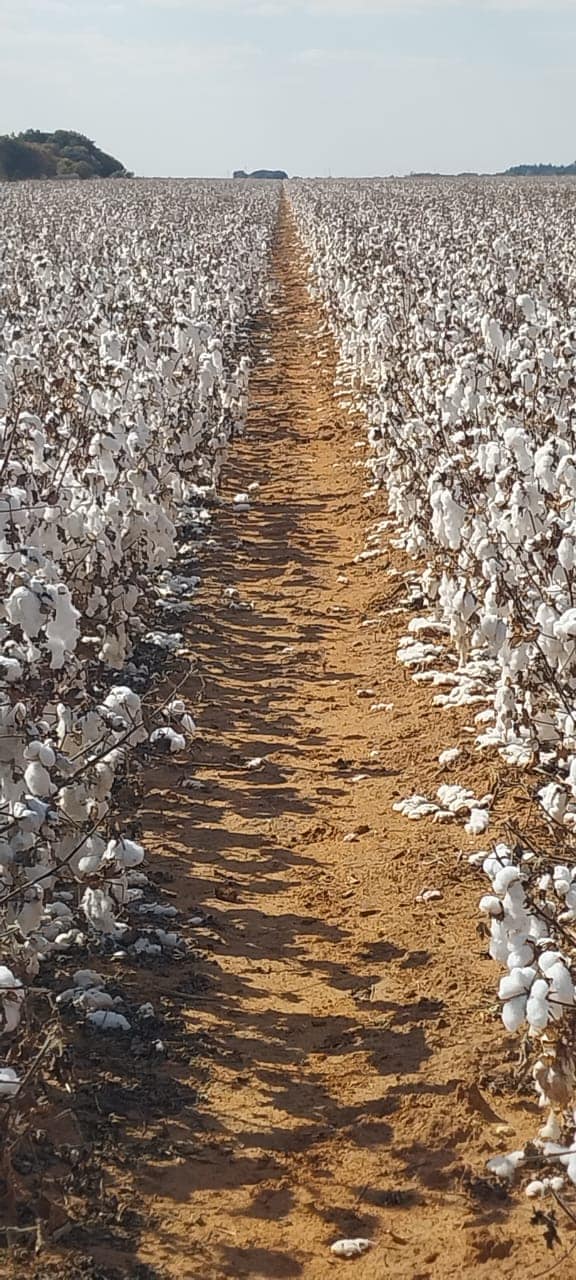 Farmer's Weekly on Twitter "Cotton is by far one of the most