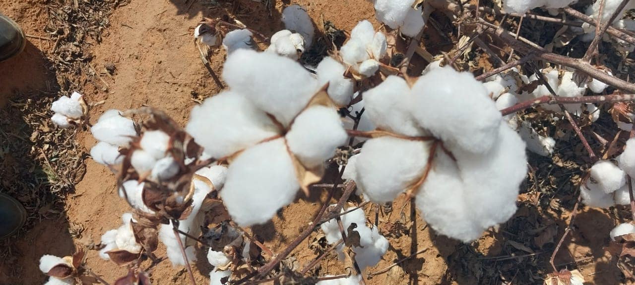 Farmer's Weekly on Twitter "Cotton is by far one of the most