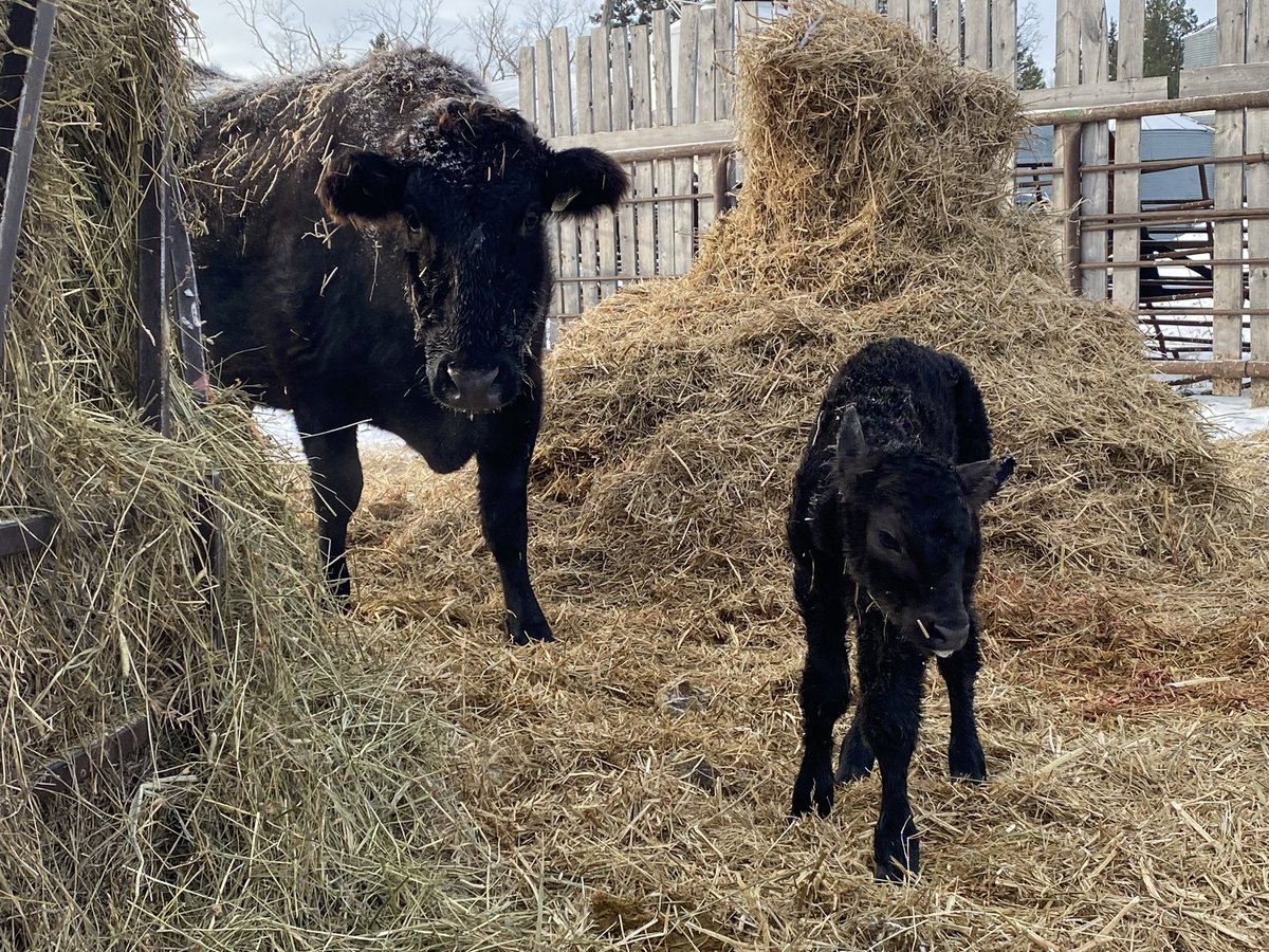 Riding Mountain Wagyu tweet media