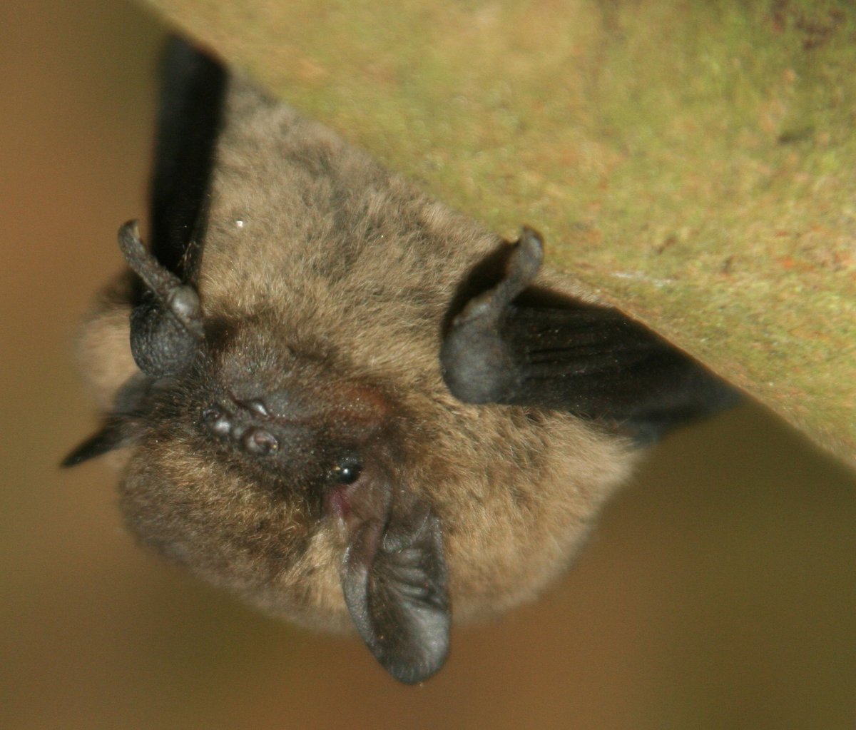 Did you know the common pipistrelle can eat up to 3,000 insects a night? That's quite an appetite! Our mill is home to the largest roost in West Yorkshire, and our survey group volunteers have been counting them over the last few weeks. Find out more; nationaltrust.org.uk/our-cause/natu…
