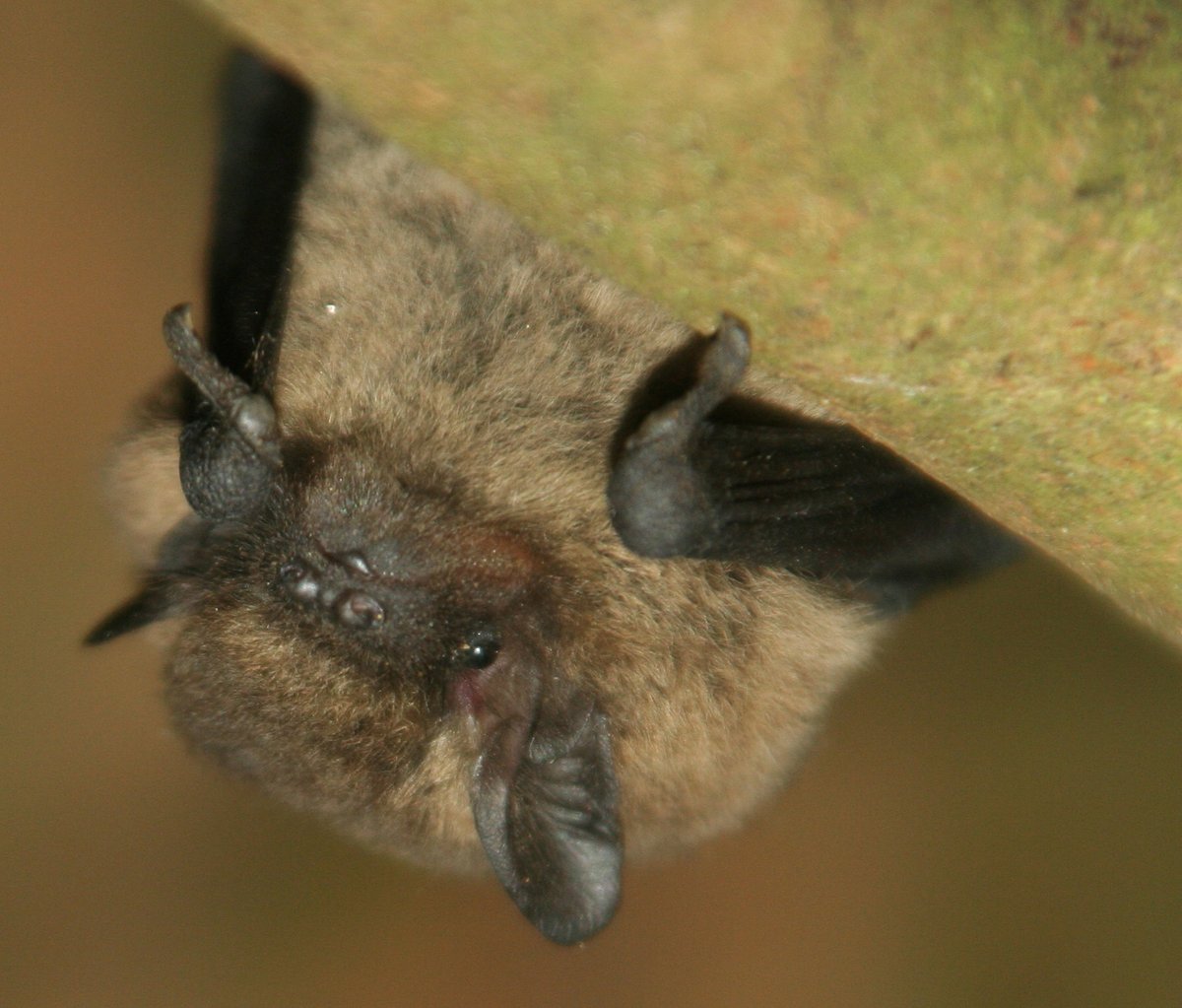 HardcastleNT's tweet photo. Did you know the common pipistrelle can eat up to 3,000 insects a night? That's quite an appetite! Our mill is home to the largest roost in West Yorkshire, and our survey group volunteers have been counting them over the last few weeks. Find out more;  https://t.co/SW7qD4W9sT https://t.co/MpSnsXFtCT