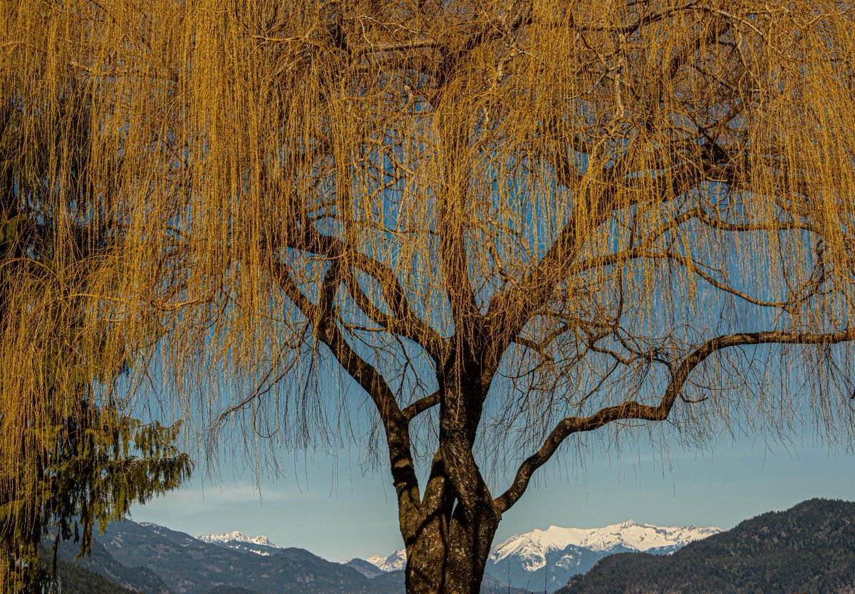 #DYK, the world is home to over 60,000 different #treespecies?!

🌲 Introducing: Black Willow

🌲 #FunFact: Because the tree blooms so early, they provide essential nectar for bees emerging from their hives after winter 🐝 #SaveTheBees #PlantTrees