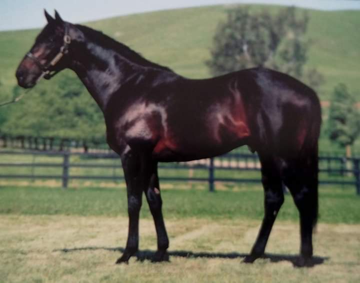 HORSERACING1002's tweet photo. DANZERO 🇦🇺1991
(DANEHILL - CONFIDENTIALLY BY KAORU STAR)#Danzero
B/O Arrowfield Stud 
9-4-1-2--$ 1,380,388 
Maribyrnong trial S , Golden Slipper G1, Caufield Blue Diamond Prelude G3, HDF McNeill Quality S, 
2nd AJC Sires Produce S G1
3rd Todman Slipper Trial G2, CB Hayes S G3 https://t.co/vlQSgbvRcO