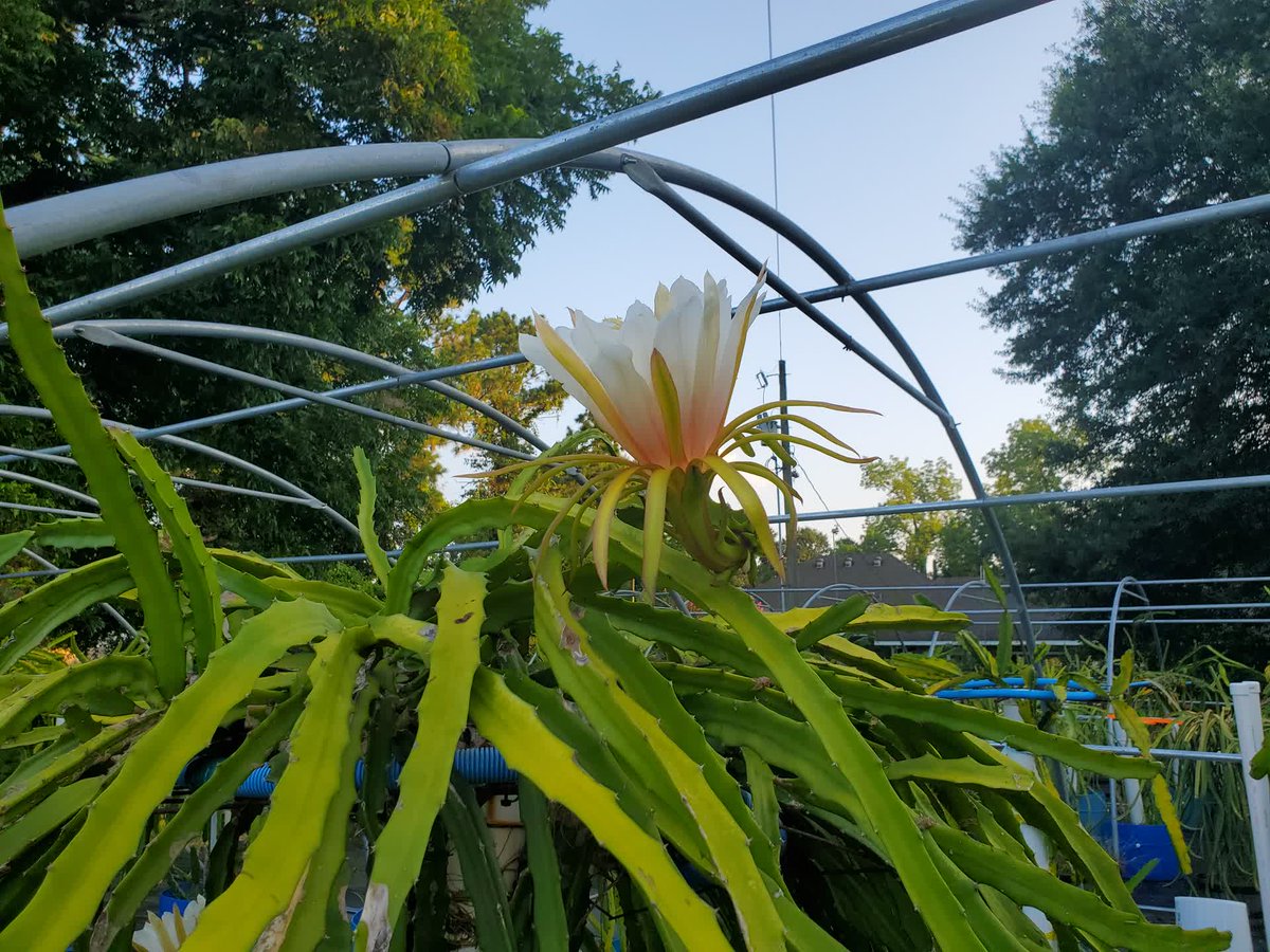 SpicyExotics's tweet photo. This week's beauty at @SpicyExotics goes to Hana. #SpicyExotics #DragonFruit #Pitahaya https://t.co/GaRdrG8e8x
