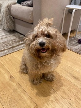 Please retweet to help find COCO, lost/stolen from #Cricklewood #London #NW2
Small female Crossbreed, she could have been passed on and could be in another region now

Please share widely to help her get home ❤️❤️❤️

DETAILS or APPLY👇
doglost.co.uk/dog-blog.php?d…
#dogs #pets #animals