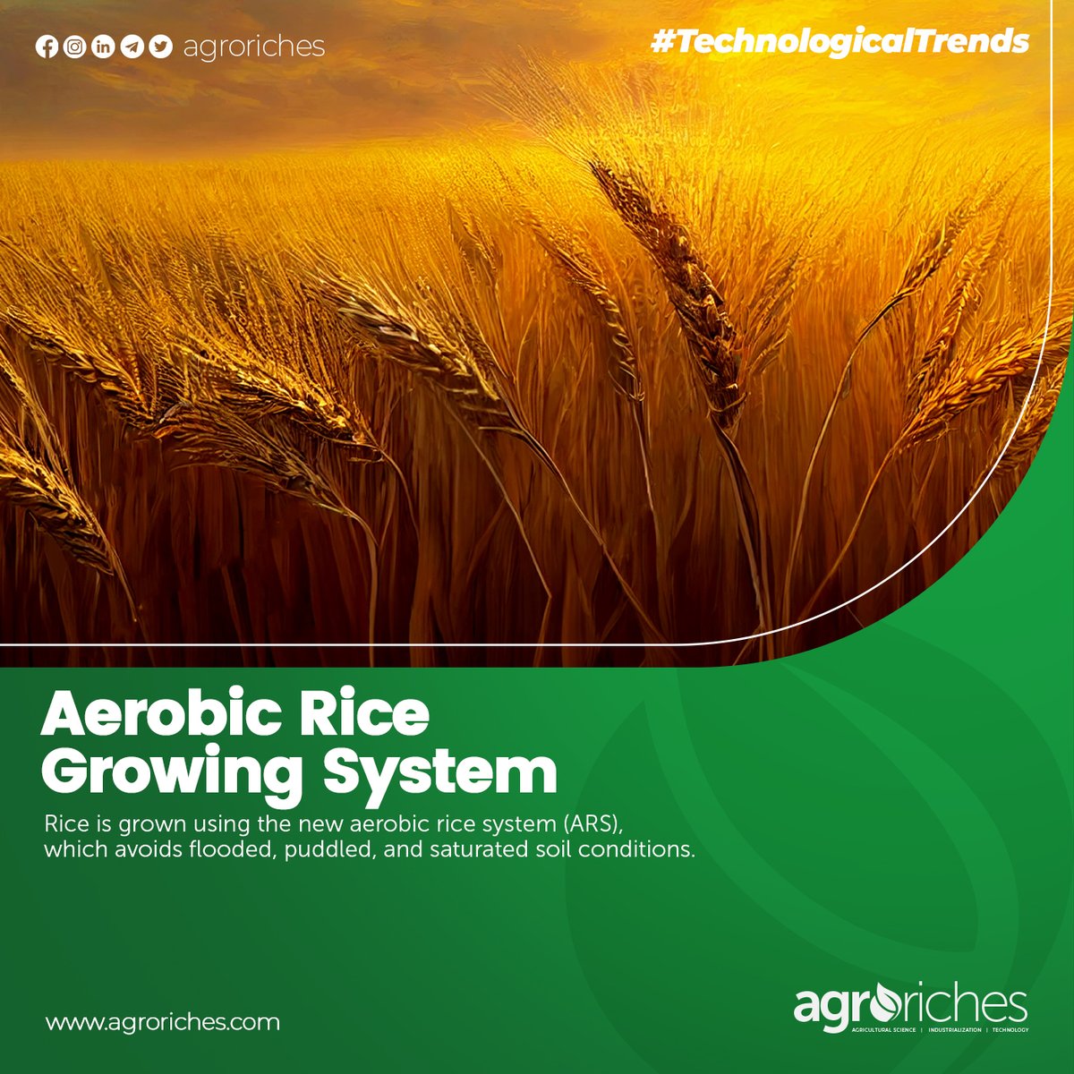 Aerobic Rice Growing System.
Visit our website agroriches.com, to know the uses and benefits.

#agroriches #agriculturaltrends #agriculturenews #exploreghana #trendinginghana #machine #ghana #technews #farming #growth #agriculture #cocoa #crops #plants