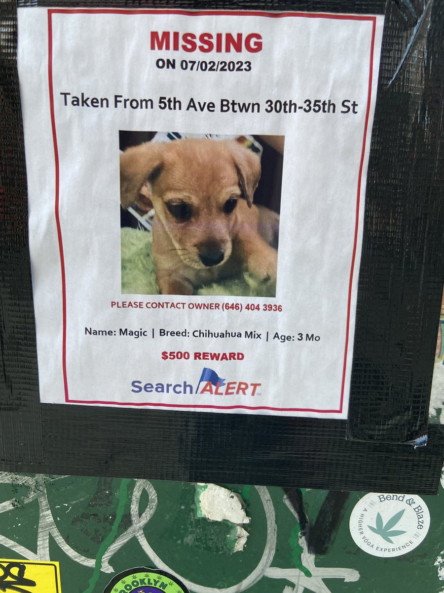 PLEASE RT #missingdog