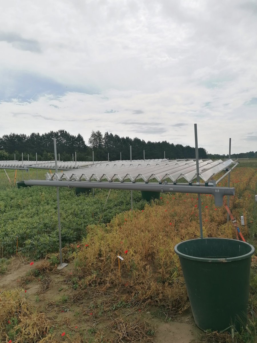 KGraham87's tweet photo. Kichererbsen, Linsen, Lupinen, Sojabohnen. @moritz_reckling untersucht sie alle am @zalf_leibniz und hat mit #LeguNet einen Dreh-und Angelpunkt zum intensiven Austausch mit der Praxis. https://t.co/T8ifNv0HUl