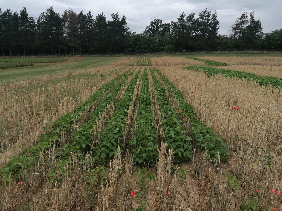 KGraham87's tweet photo. Kichererbsen, Linsen, Lupinen, Sojabohnen. @moritz_reckling untersucht sie alle am @zalf_leibniz und hat mit #LeguNet einen Dreh-und Angelpunkt zum intensiven Austausch mit der Praxis. https://t.co/T8ifNv0HUl