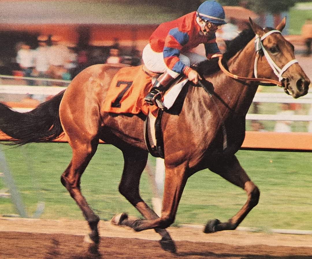 HORSERACING1002's tweet image. AREWEHAVINGFUNYET 🇺🇸1983
(SHAM - JUST JAZZ, BY EXCLUSIVE NATIVE)
#Arewehavingfunyet