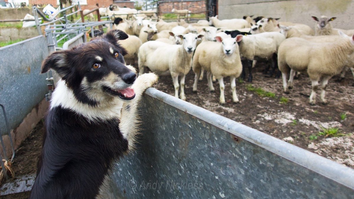 SheepdogTeacher's tweet photo. "OH GO ON - PLEASE!"
Bronwen's ready to jump into the pen and sort the sheep out! https://t.co/ljhYW3tAPh #bordercollie #sheepdog #herding #sheepdogtraining https://t.co/jAFQYRPZZg