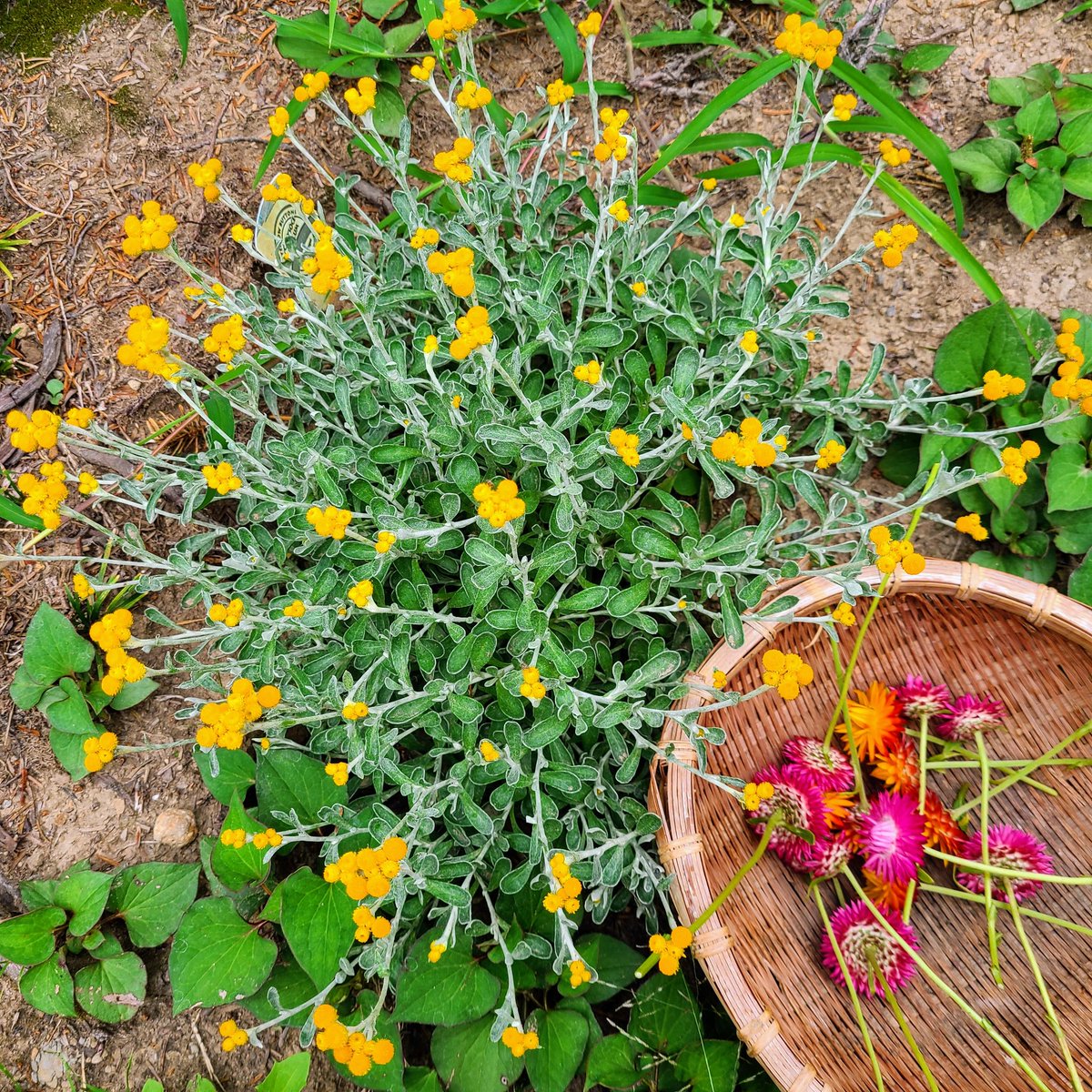 SaeCue's tweet image. #クリソセファラム っていう珍しい花🏵️
葉っぱもかわいいの～⤴️
このままの色できれいなドライフラワーになるよ💐

#yellowbutton #chrysocephalum #関根園芸