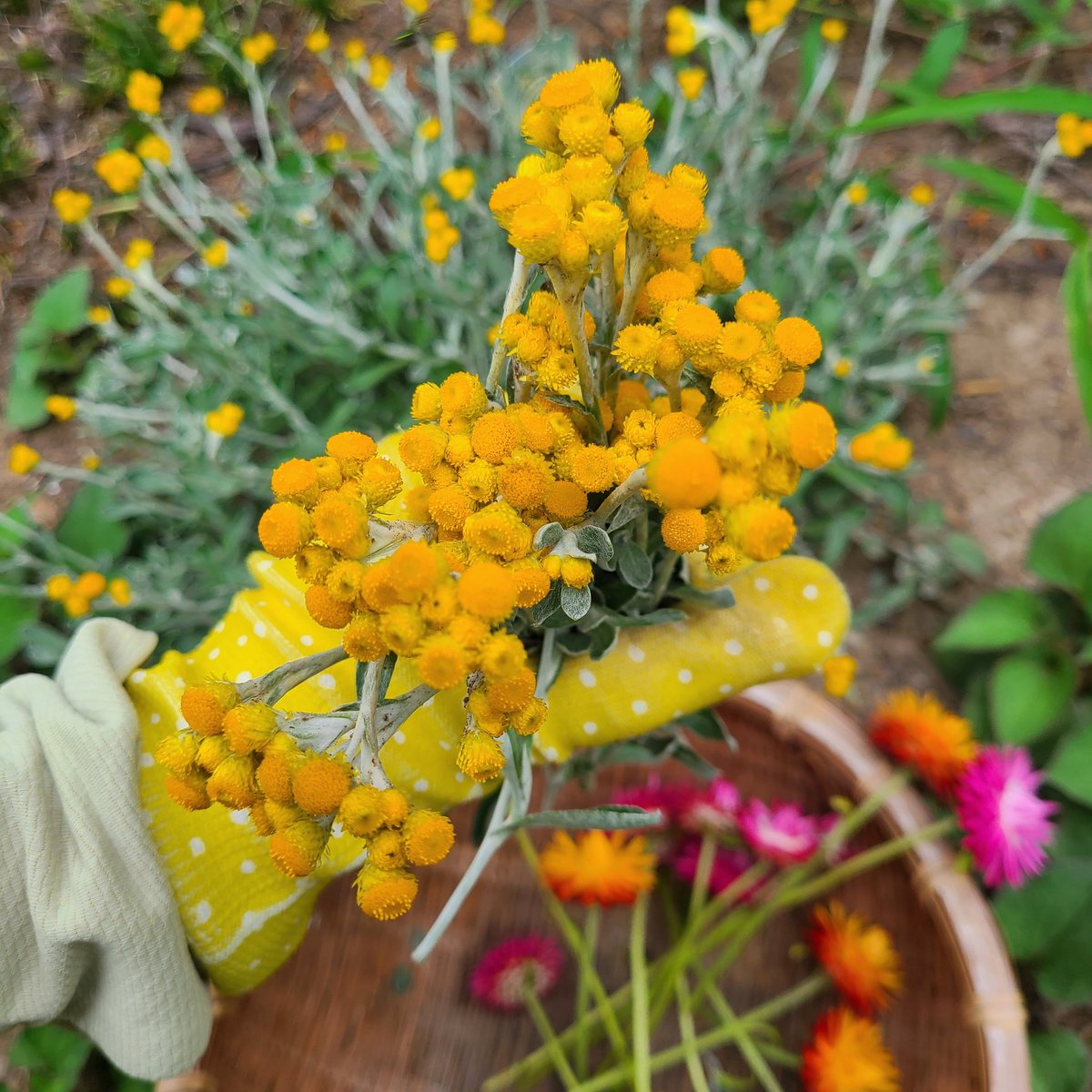 SaeCue's tweet image. #クリソセファラム っていう珍しい花🏵️
葉っぱもかわいいの～⤴️
このままの色できれいなドライフラワーになるよ💐

#yellowbutton #chrysocephalum #関根園芸