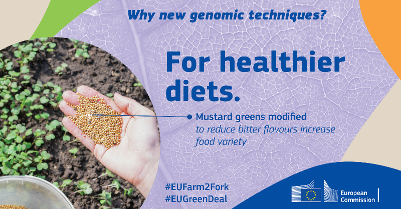 Food_EU's tweet photo. Why do we need 
New Genomic Techniques?

⬇ Learn more in our Q&amp;A

#EUFarm2Fork #EUGreenDeal #NGT