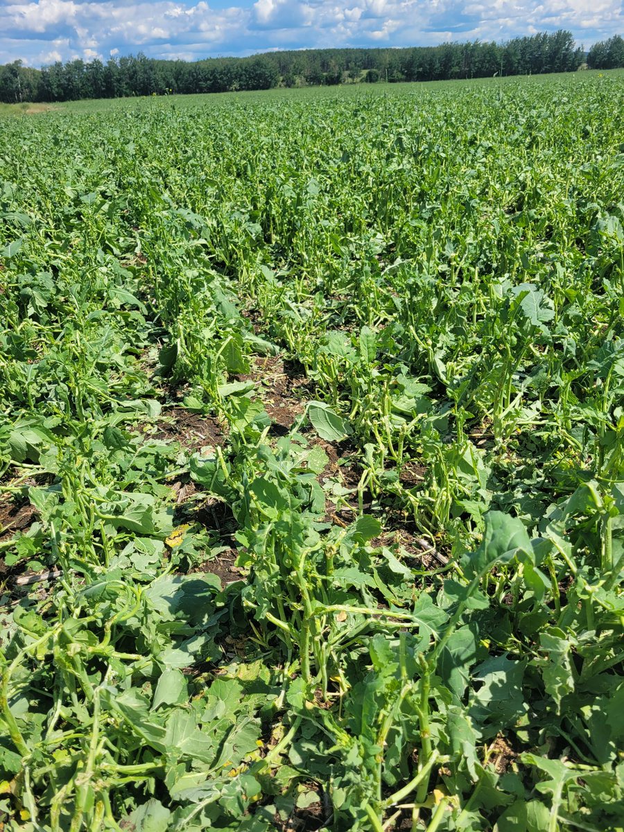 evanpriest's tweet photo. I typically don't draw the hail straw but I did this go around. #canola2023 #ag https://t.co/V1LSaIKIVt