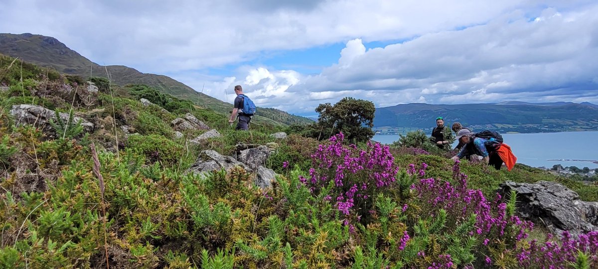 Delightful day for <a href="/BioDataCentre/">Biodiversity Ireland</a> surveying <a href="/c_sheepdog/">Ciaran</a> commonage, winner of our #FarmlandBiodiversity competition