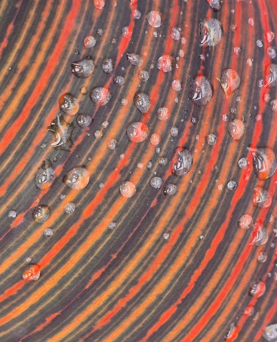 growmadsteven's tweet photo. Getting a bit arty!!! Spotted the rain on the leaf of my Canna 'Durban'  yesterday and thought it looked pretty cool... Then just thought the leaf was pretty cool close up!!

#gardeninglife #plantdividing #greenthumb #gardening #garden #plants #plantlife #gardeninginspiration https://t.co/MYJUh3qCFS