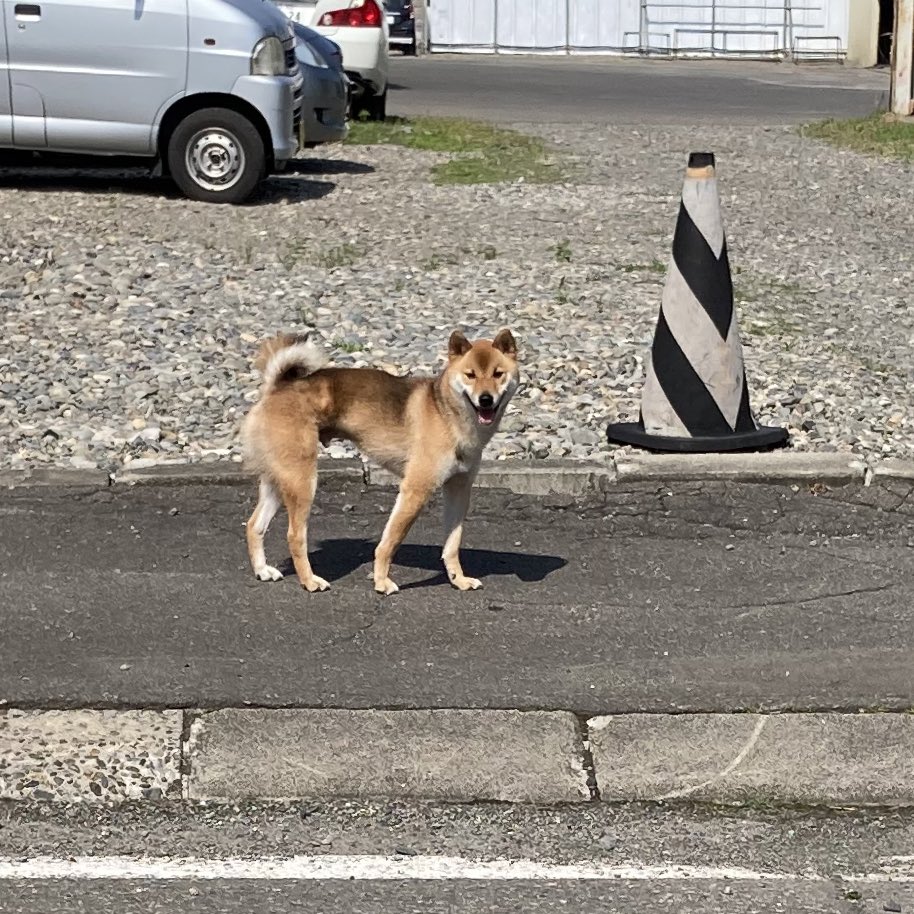 今朝見かけた迷子犬　探してる人いないですか？北海道中川郡幕別町札内