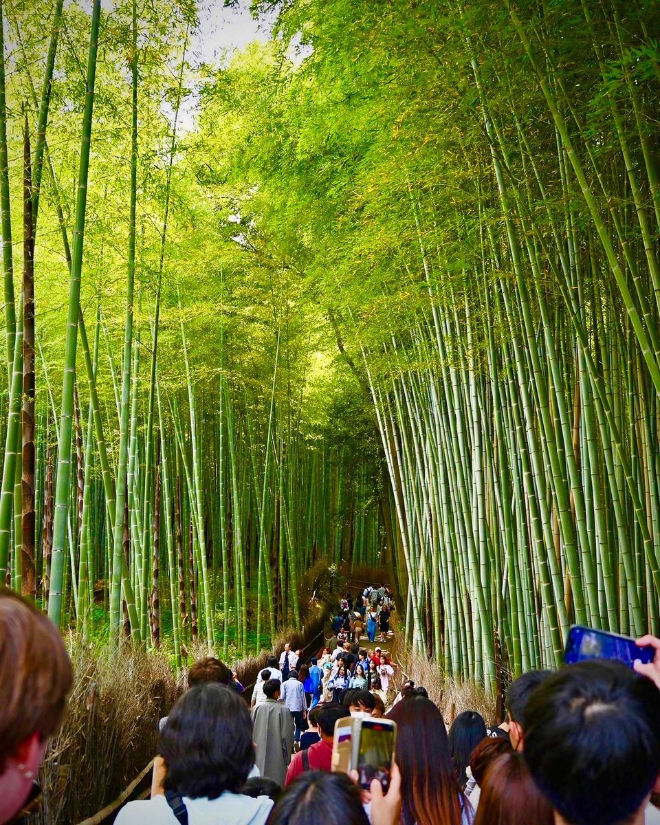 KNOCKltd's tweet photo. If you want to be in nature even more, your next destination should be the Bamboo forest! Although it is often crowded, you can still take a great walk next to the giant bamboos.

#japan #kyoto #kyotobambooforest #nature #travel #bamboo #letsseejapan https://t.co/Gl1e4AvsNc