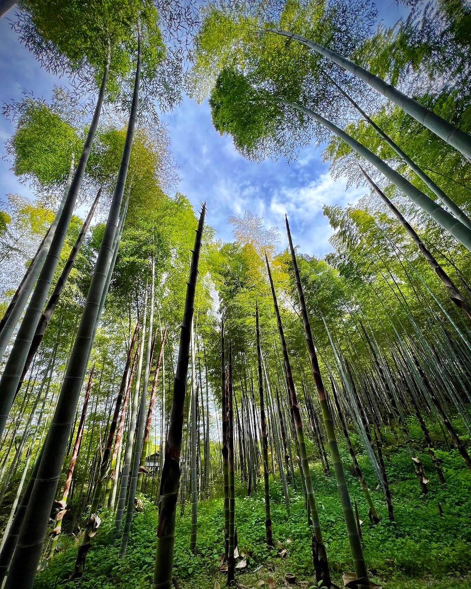 KNOCKltd's tweet photo. If you want to be in nature even more, your next destination should be the Bamboo forest! Although it is often crowded, you can still take a great walk next to the giant bamboos.

#japan #kyoto #kyotobambooforest #nature #travel #bamboo #letsseejapan https://t.co/Gl1e4AvsNc