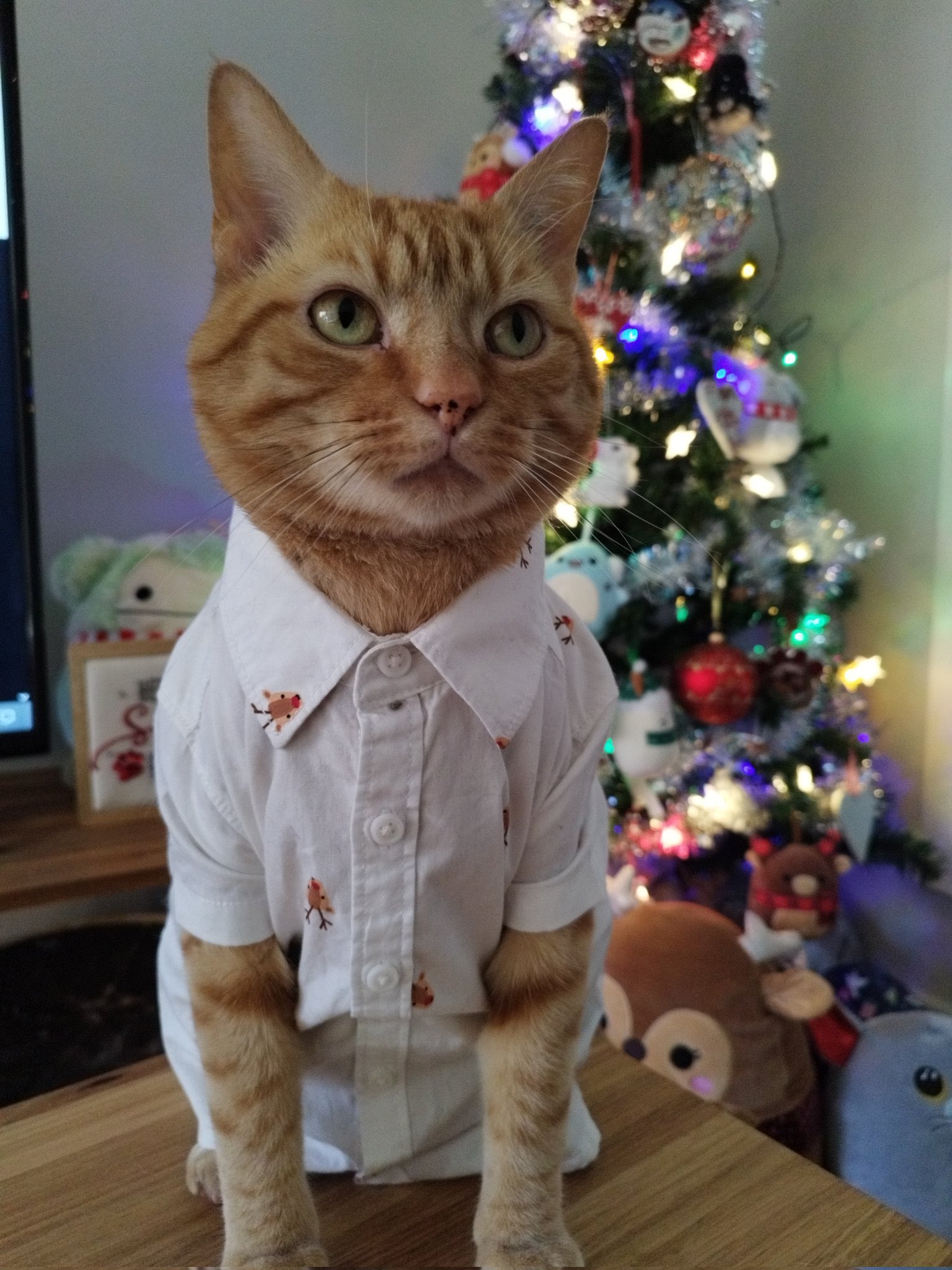 The Cat Senate ⬅️⬆️ on Twitter "Everyone enthralled with new siblings