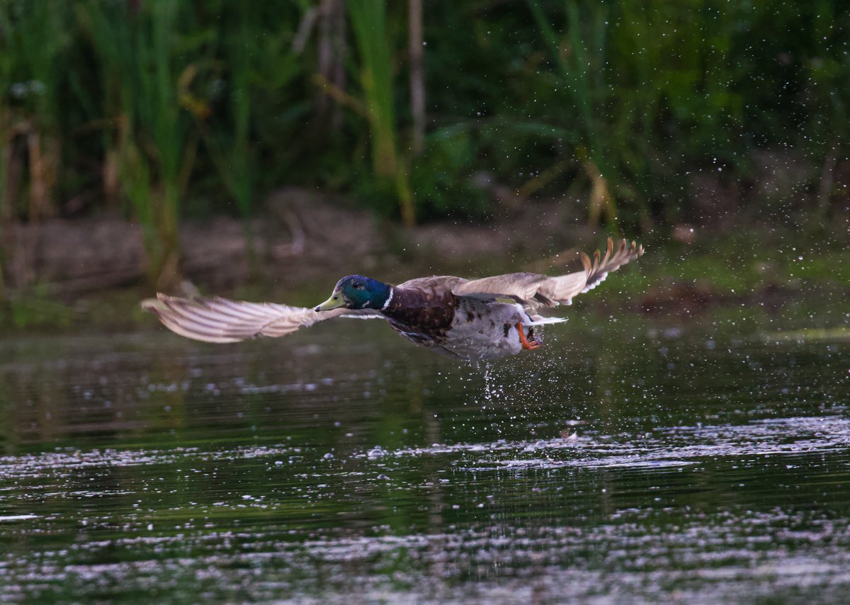 Juvenile Mallard airborne😊 #Ducks  #Ducksinwild #Duckphotography  #Smile #Twitterducks #Ducks #twitternaturecommunity #Canon #twitternaturephotography #IndiAves #Ducksoftwitter #Canonphotography #BirdsSeenin2023