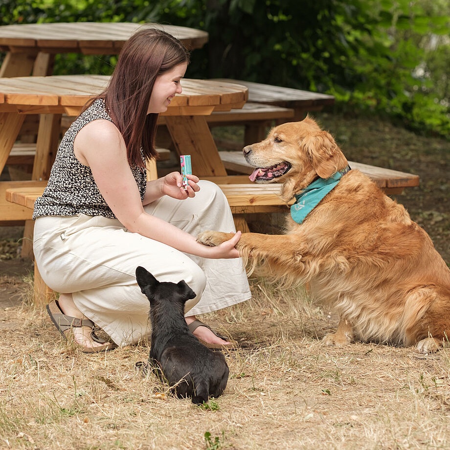 SLUBdresden's tweet photo. Die #Lernpause mit Pfötchen 🐕 geht in die dritte Runde! Während der #Kernprüfungszeit im #SS23 können erneut Pausen mit speziell ausgebildeten Hunden gebucht werden. 🗓 Termine jetzt online verfügbar ➡️ https://t.co/CtdcCMjxLb @tudresden_de @slubtextlab /al https://t.co/9KaT4S11Ik