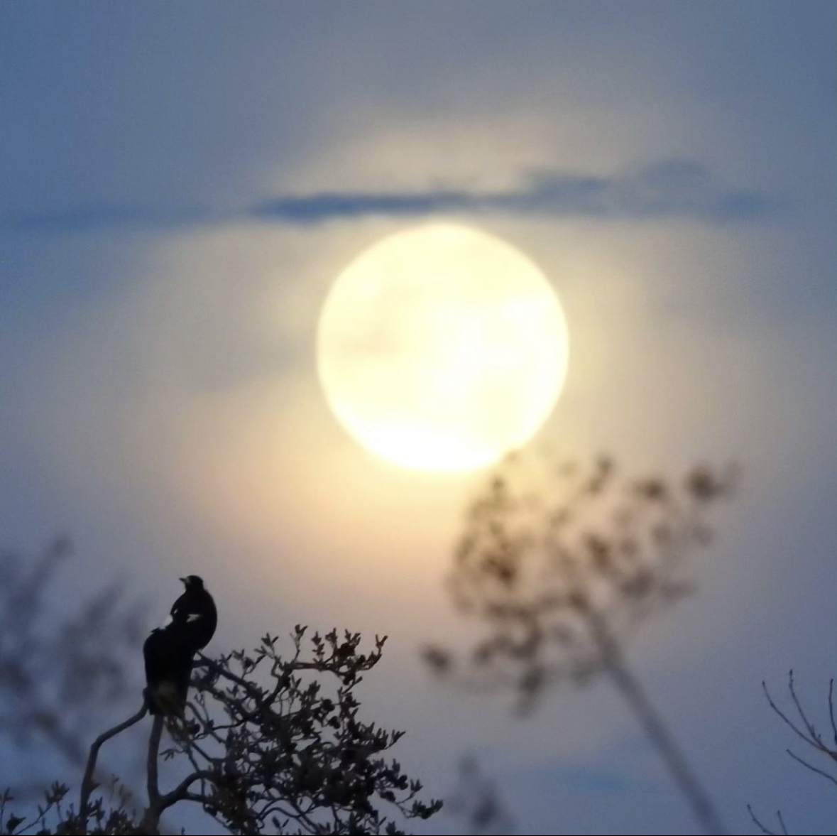 It is a Supermoon week which always makes for a great photo opportunity.

Thanks to @helenwylkscross for sharing 'magpies at moonrise' with #SoFrankSocial

#VisitCanberra #CBRregion #Canberra