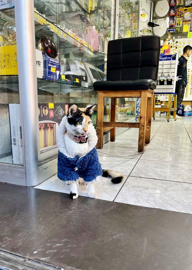 Bodegacats_'s tweet photo. https://t.co/904HqBRGo6