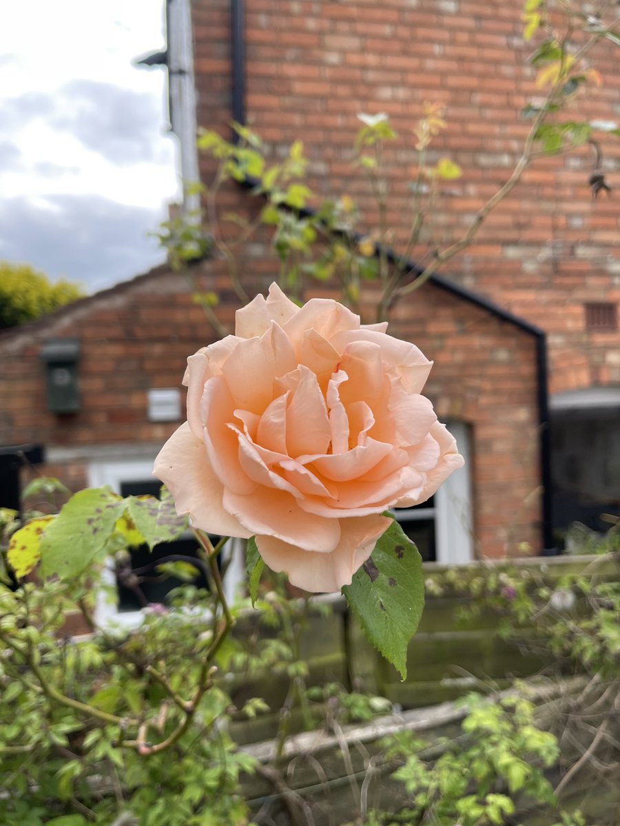 Usman Ahmed 🦴🔨 tweet media