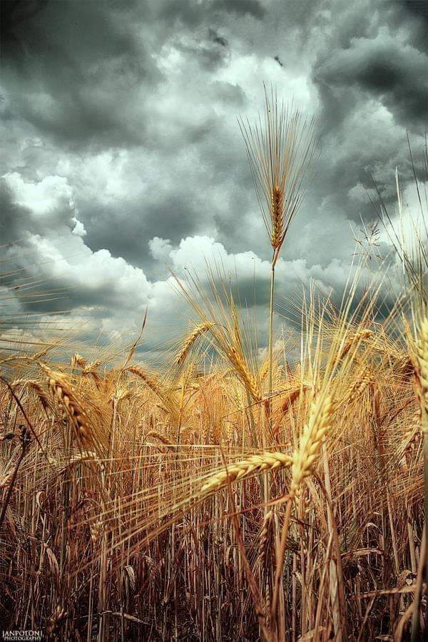 Sari_Friends1's tweet photo. 💛 𝑮𝑶𝑶𝑫 𝑾𝑬𝑫𝑵𝑬𝑺𝑫𝑨𝒀 🌾💛🌾
#naturelovers #nature #NatureBeauty https://t.co/CMaXlWaORt