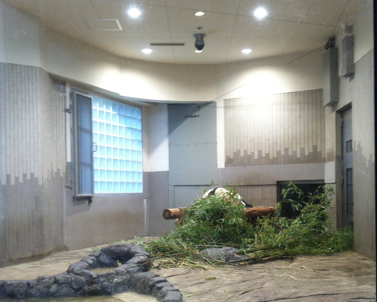 greengreen802's tweet photo. もしもお兄ちゃんがいなかったら。
こんなにシャンちゃんのことを大事に思ってなかったかもしれない。
お兄ちゃん🐼お誕生日おめでとう！生まれてきてくれてありがとう！！

写真は2012年6月、お兄ちゃんが生まれる2週間前のシンシン。 https://t.co/fvxj5u50AM