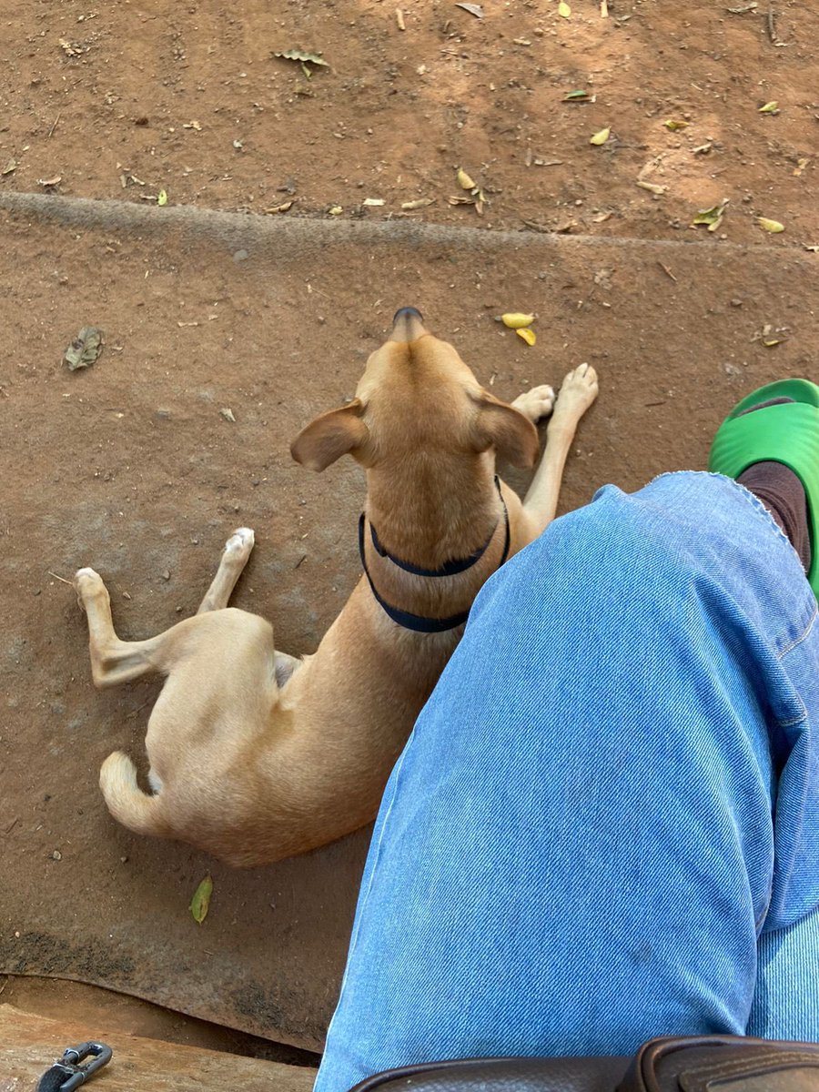 vkhatounian's tweet photo. gente por favor vamos tentar arrumar um lar pra esse príncipe 🙏🏻
Macho porte M, 2 anos, bem cuidado, vermifugado e com coleira antipulgas, só está magrinho e não está castrado 
Dócil, carinhoso e bonzinho https://t.co/mAXE6ohLkW