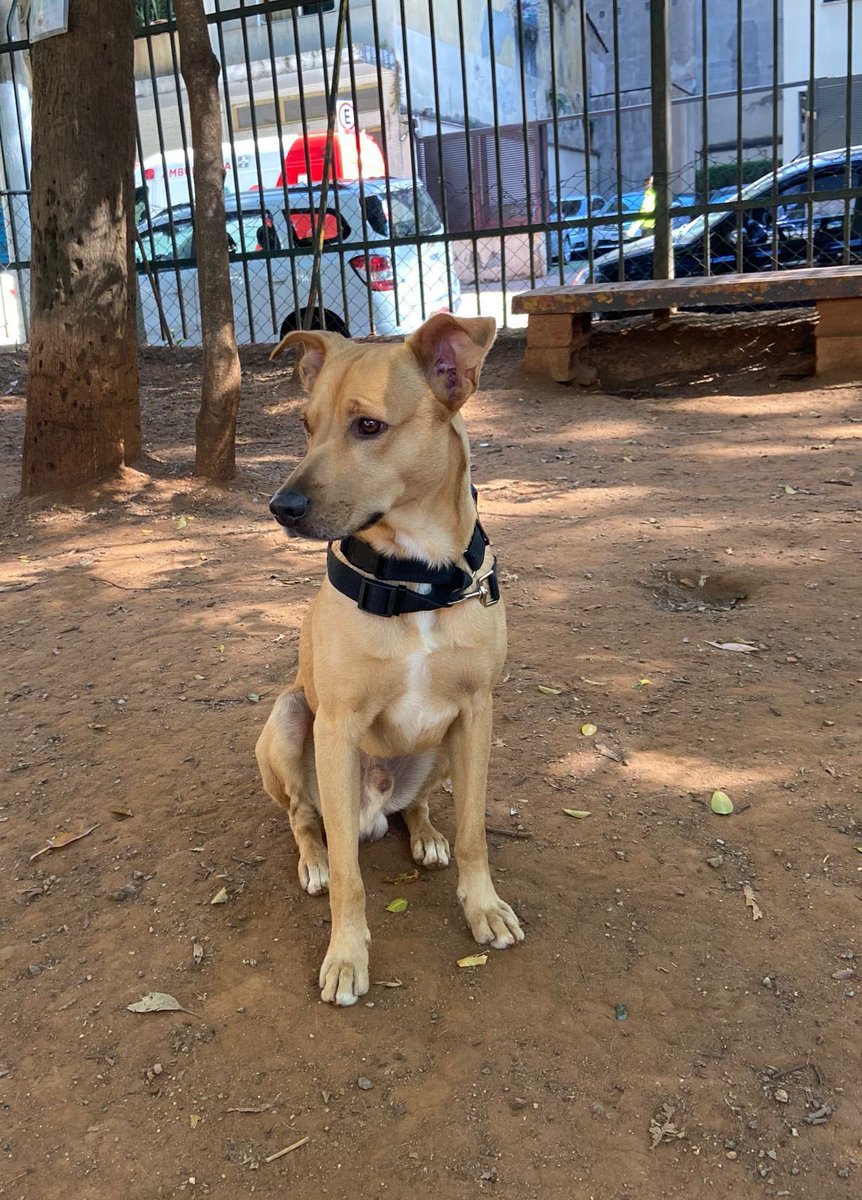 vkhatounian's tweet photo. gente por favor vamos tentar arrumar um lar pra esse príncipe 🙏🏻
Macho porte M, 2 anos, bem cuidado, vermifugado e com coleira antipulgas, só está magrinho e não está castrado 
Dócil, carinhoso e bonzinho https://t.co/mAXE6ohLkW