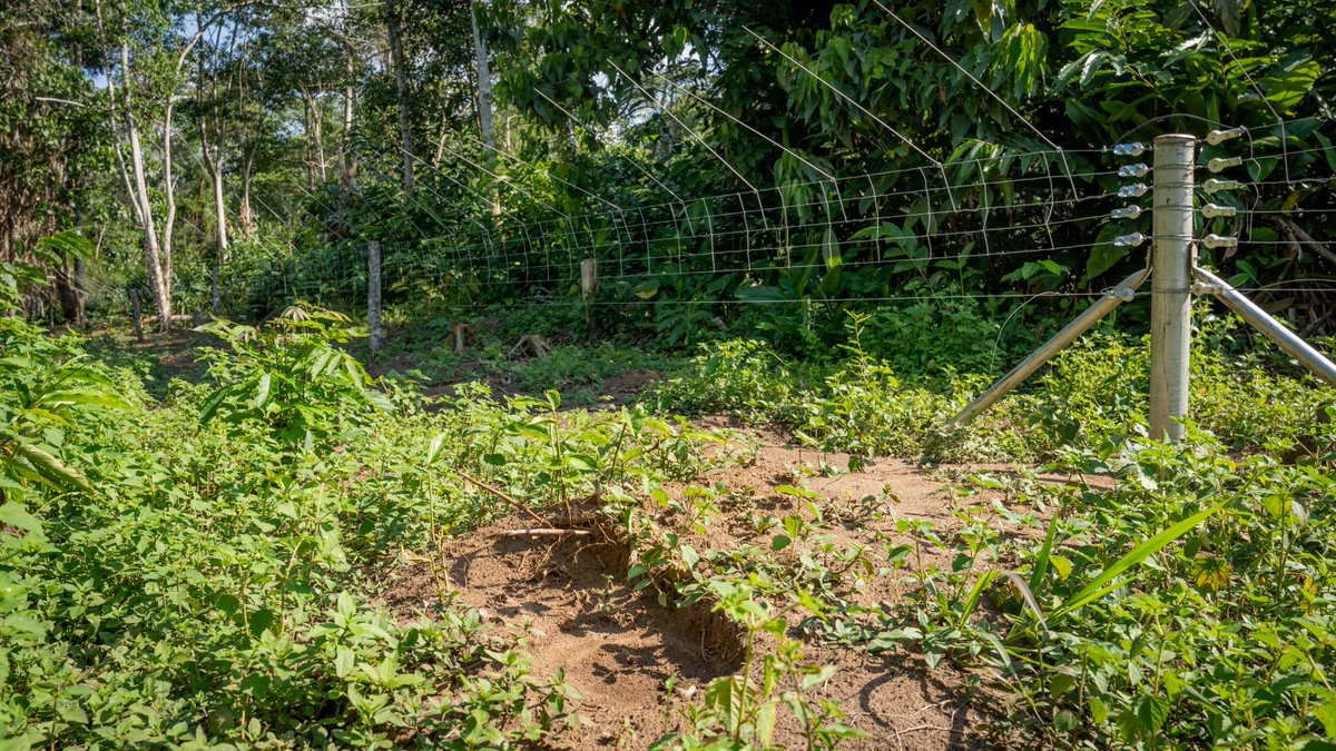 A 20km solar fence in Odzala-Kokoua National Park, Congo, reduces human-wildlife conflict. It's the longest in the country. Along with trenches, alternative agriculture, and compensation, promoting harmony between communities and wildlife.